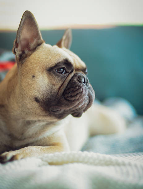 istock French bulldog creative life moment 1185225926