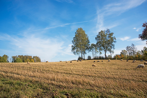 Sheep grazing in autumn. Beautiful autumn landscape scene with sheep in paddock and trees on the background.