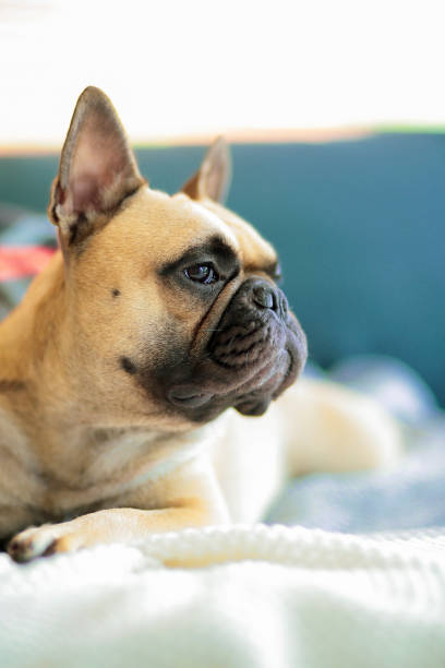 istock French bulldog creative life moment 1185227452