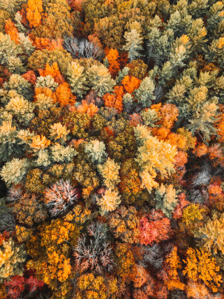 istock autumnal forest aerial view 1185227958