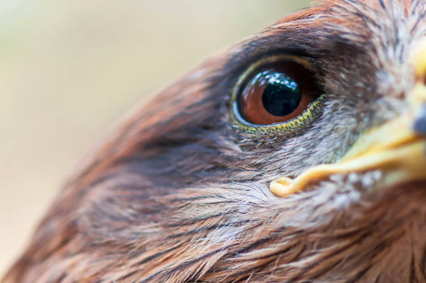 istock Close-up shot of Crested serpent eagle head. 1185228215