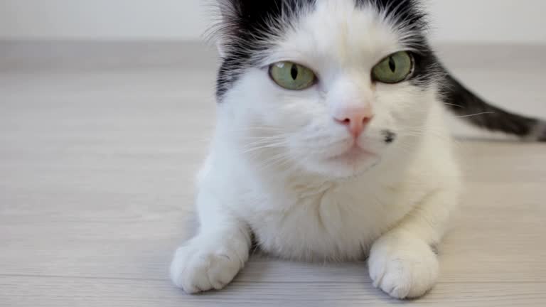 The white domestic cat looks over with his hind legs and looks into the camera, close-up