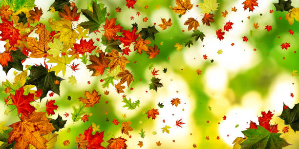 istock Autumn leaf isolated. Falling October background. Thanksgiving season concept 1185228680