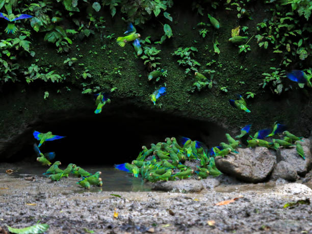 arara visita o papagaio clay lick, equador amazônia - parrot tropical bird gold and blue macaw amazon parrot - fotografias e filmes do acervo
