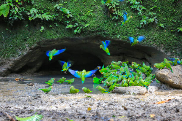 arara visita o papagaio clay lick, equador amazônia - parrot tropical bird gold and blue macaw amazon parrot - fotografias e filmes do acervo