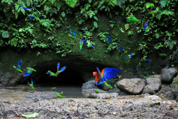 arara visita o papagaio clay lick, equador amazônia - parrot tropical bird gold and blue macaw amazon parrot - fotografias e filmes do acervo