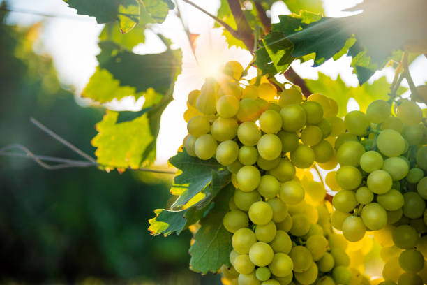 istock Green ripe grapes on vineyard close up. 1185229496