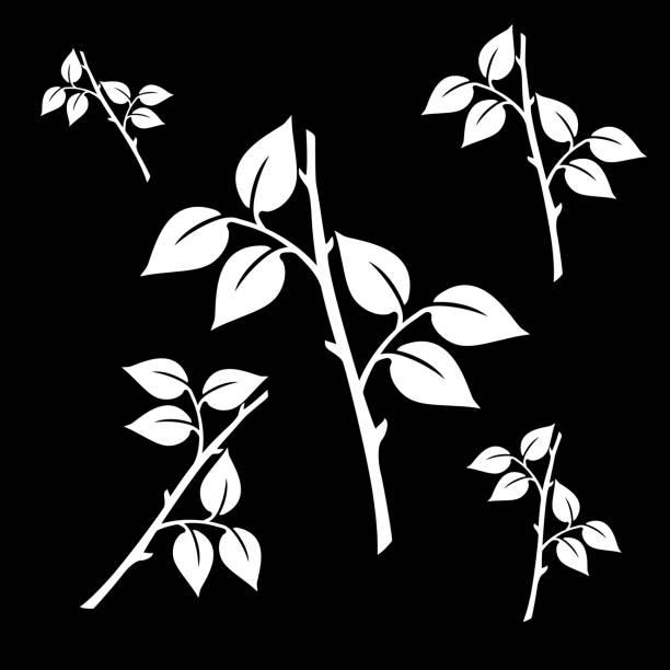 eine reihe von zweigen einer rose ohne knospe. vektor-illustration. - branch twig bud isolated stock-grafiken, -clipart, -cartoons und -symbole