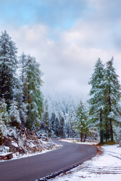 istock Wet road and evergreen spruce 1185230771
