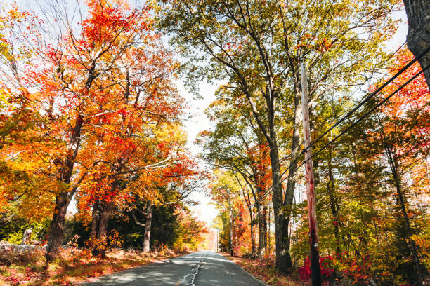 istock autumnal road in maine 1185231875