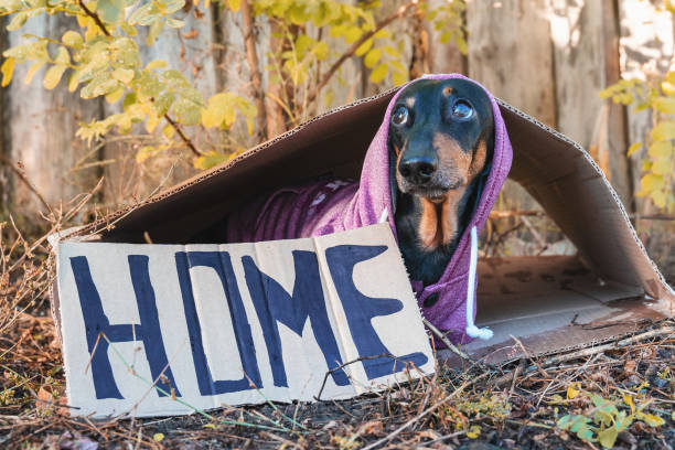 cute little miserable black and tan dachshund sits inside cardboards and trembles. inscription home, begging to adoption. homeless dog concept. outdoors, autumn day, cold weather. - dachshund dog sadness sitting imagens e fotografias de stock