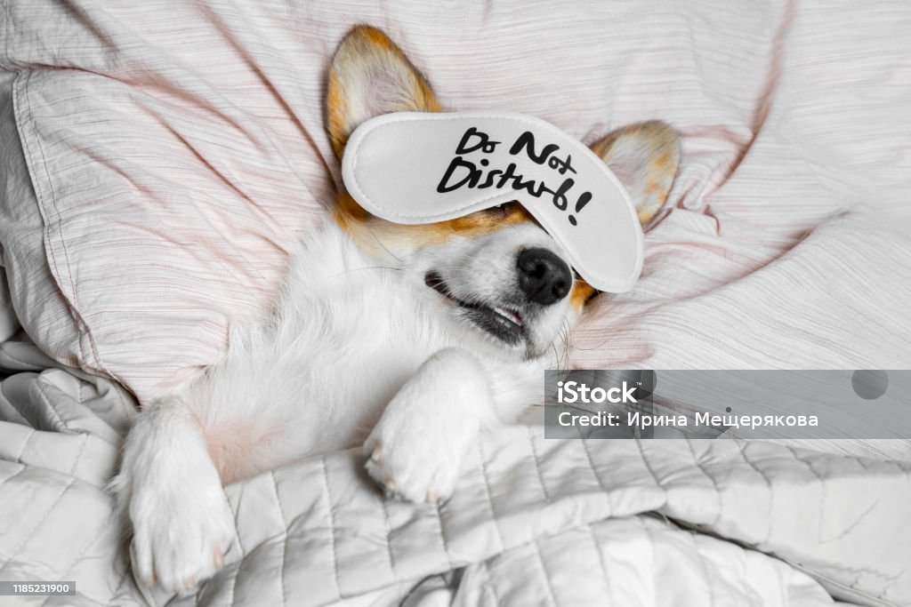 Cute Corgi Sleeps On The Bed With Eye Mask. Live with schedule, time to wake up. Sleeping Stock Photo