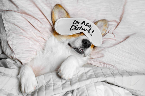 Cute Corgi Sleeps On The Bed With Eye Mask. Live with schedule, time to wake up. stock photo