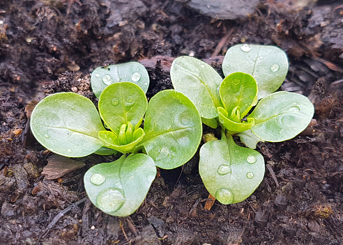 Lettuce, Valerianella, locusta