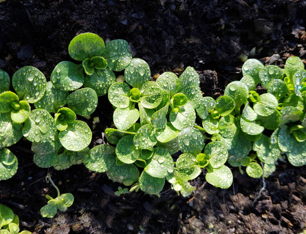 Lettuce, Valerianella, locusta Lettuce, Valerianella, locusta corn salad stock pictures, royalty-free photos & images