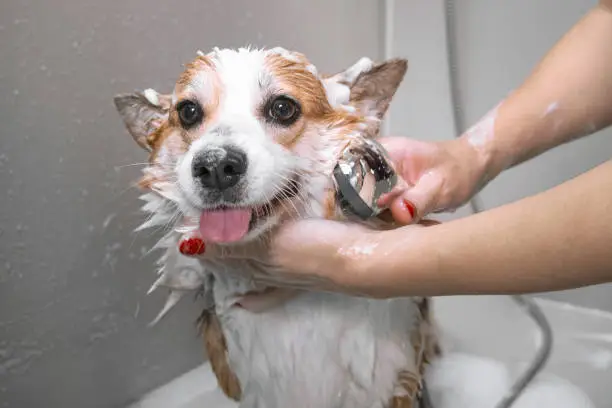Groomer puts shampoo on fluffy wet fur of the funny welsh corgi pembroke dog. Dog taking a bubble bath in grooming salon.