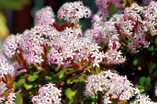 Crassula ovata, which is commonly called jade plant, money plant or dollar plant, is a popular branched succulent shrub, native to South Africa. Tiny flowers, which are white to pink, may appear in spring. They are widely grown as house plants, but need very bright light to grow well and a sunny position if they are to flower.