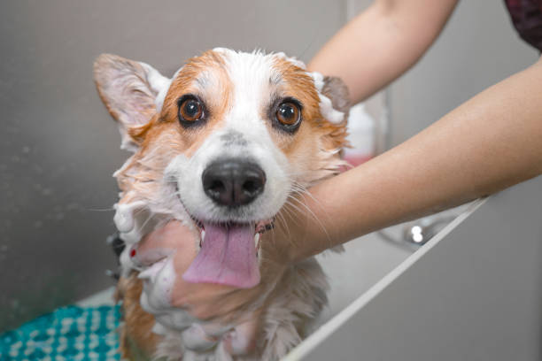 Funny portrait of a welsh corgi pembroke dog showering with shampoo.  Dog taking a bubble bath in grooming salon. stock photo