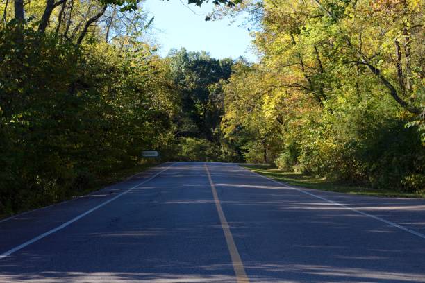 istock Road though the Trees of Forest 1185233148