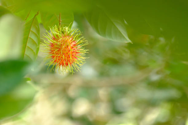 A Rambutans Fruit On The White Background