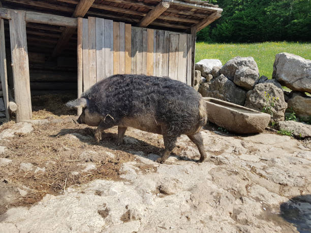 istock Mangalica, Hungary, animal 1185233589