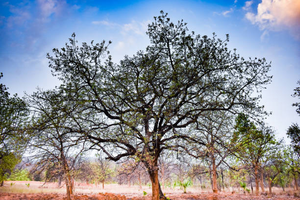 A very close view of indian trees looking awesome in rural forest in summer season.