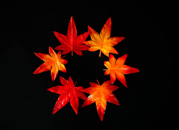 istock Autumn red maple leaf isolated on black background.Top view 1185236227