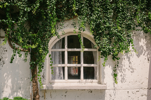 Old window with green plant cover and wall background
