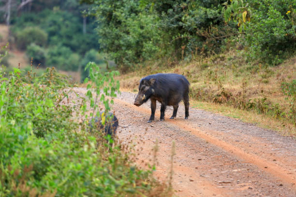 istock Giant forest hog in Aberdare national park 1185236386