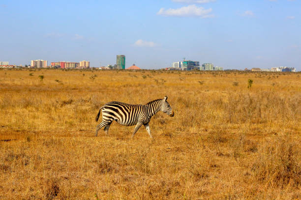 istock Wild Zebra Standing in Nairobi National Park 1185236430