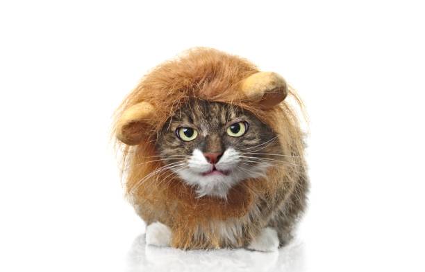 gato de pelo largo vestido como un león con aspecto gruñón a la cámara. aislado sobre fondo blanco. - ropa para mascotas fotografías e imágenes de stock
