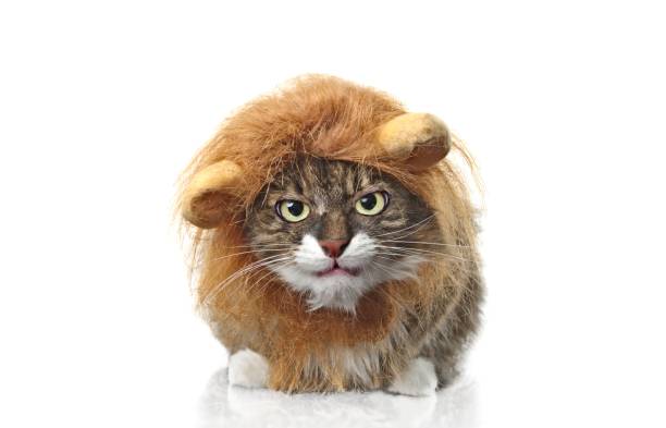 Longhair cat dressed up as a lion looking grumpy to the camera. Isolated on white background. Longhair cat dressed up as a lion looking grumpy to the camera. Isolated on white background. pet clothing stock pictures, royalty-free photos & images