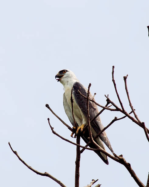 istock An adult Black-winged Kite cools itself by panting 1185237423