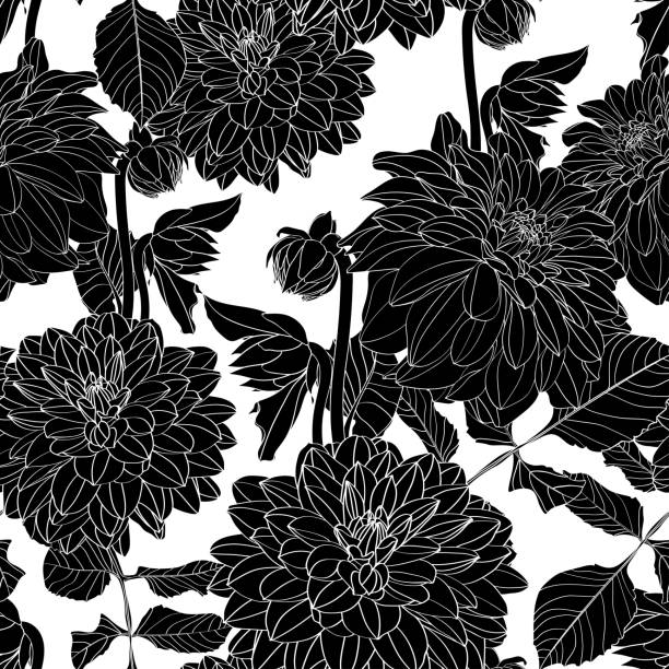 dalia. bezszwowy wzór białych kwiatów dalii linii. kwiatowe czarne tło. - outline flower style whisker stock illustrations