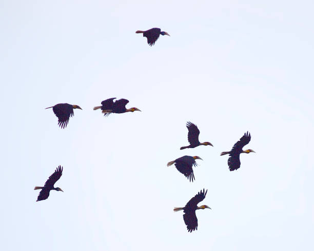 istock A flock of Plain-pouched Hornbill in flight 1185237484