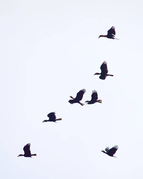 istock A flock of Plain-pouched Hornbill in flight 1185237551