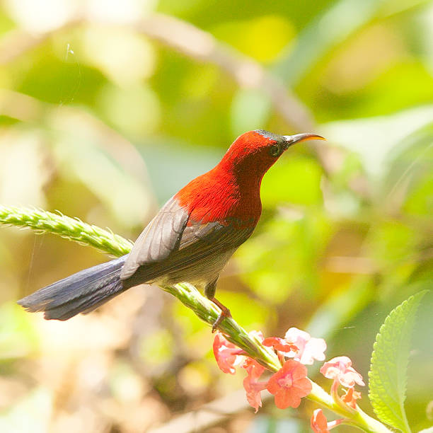 istock A Crimson Sunbird in Malaysia 1185237597