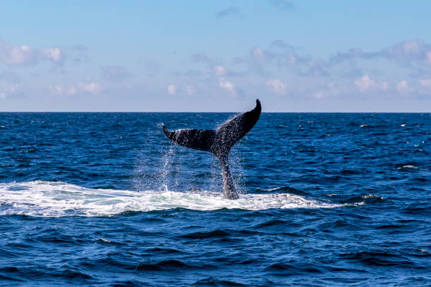 istock Whale tail in the air 1185237919