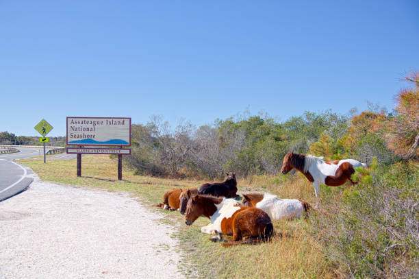 Assateague Pony Herd at Entrance Laying down herd of horses at the entrance to the assateague island national seashore just they are supposed to do to attract the tourist, you might think the rangers put them there, but not so assateague island national seashore photos stock pictures, royalty-free photos & images