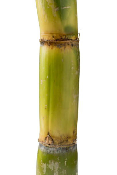 istock Piece of fresh sugar cane 1185238621