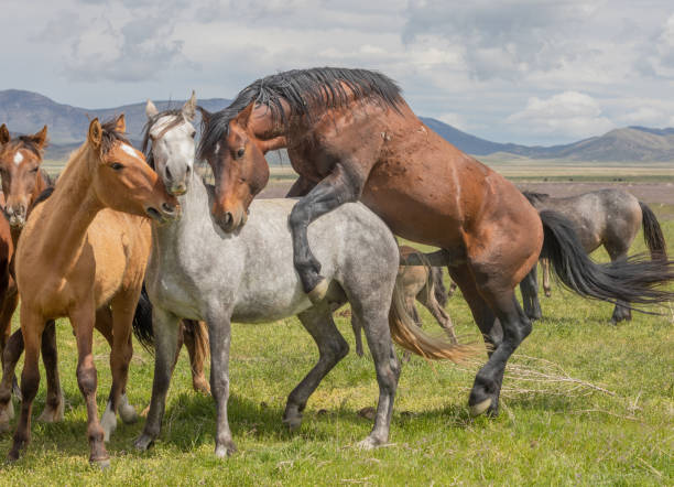 istock Wild Horses in the Utah Desert 1185238964