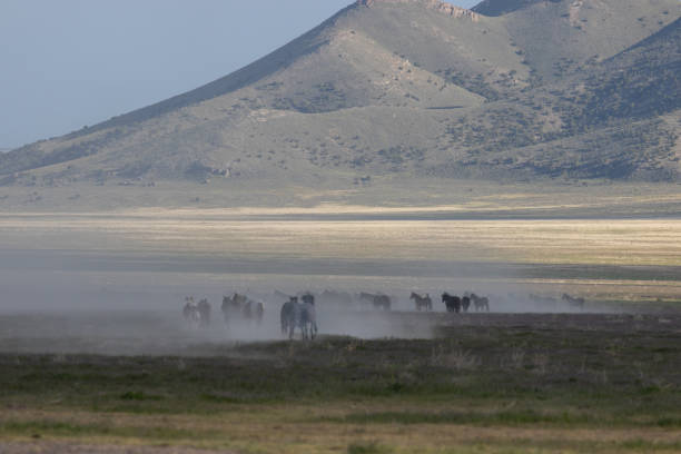 istock Wild Horses in the Utah Desert 1185239017