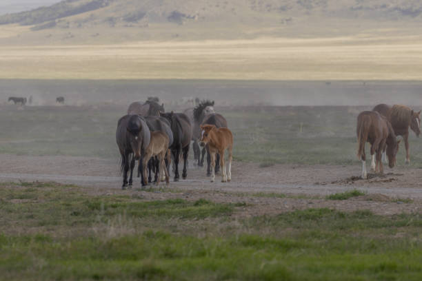 istock Wild Horses in the Utah Desert 1185239091