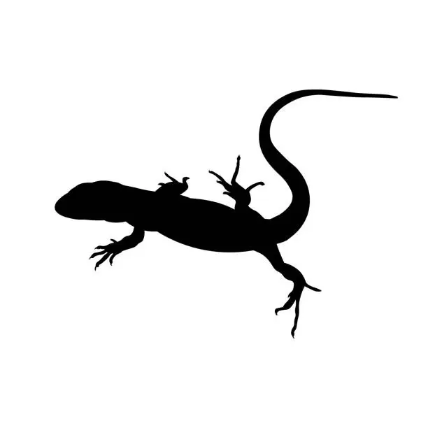 Vector illustration of Silhouette of lizard vector