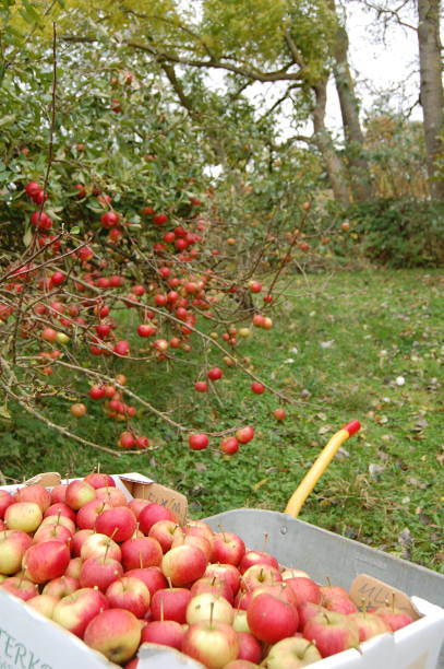 istock Harvesting elstar apples from the tree into a cardboard box standing on a wheelbarrow. 1185242046