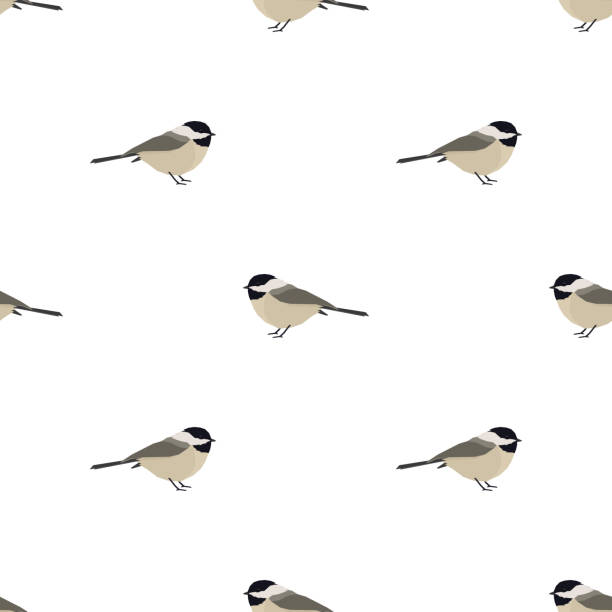 14,100+ Black Capped Chickadee Stock Photos, Pictures & Royalty-Free ...