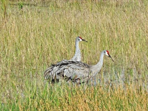 istock Sandhill Cranes (Grus Canadensis) in the Florida wetlands 1185242403