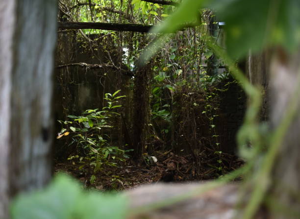 istock Inside an abandoned shop overtaken by nature 1185243260
