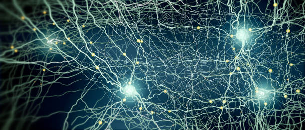 istock Signal transmitting neuron or nerve cell- 3d illustration 1185243635