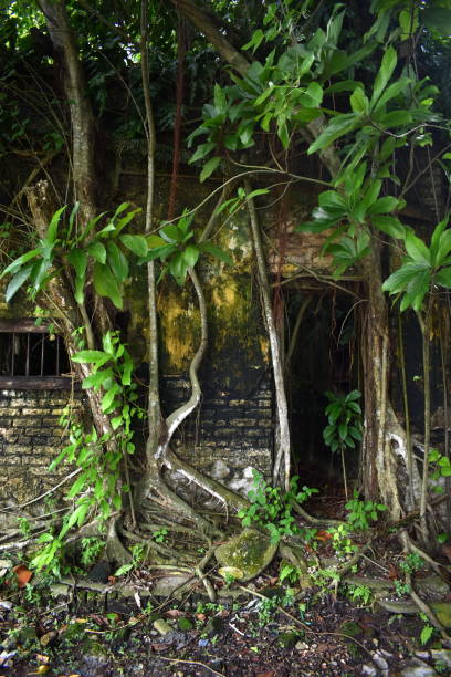 istock Abandoned building being taken by nature 1185243679